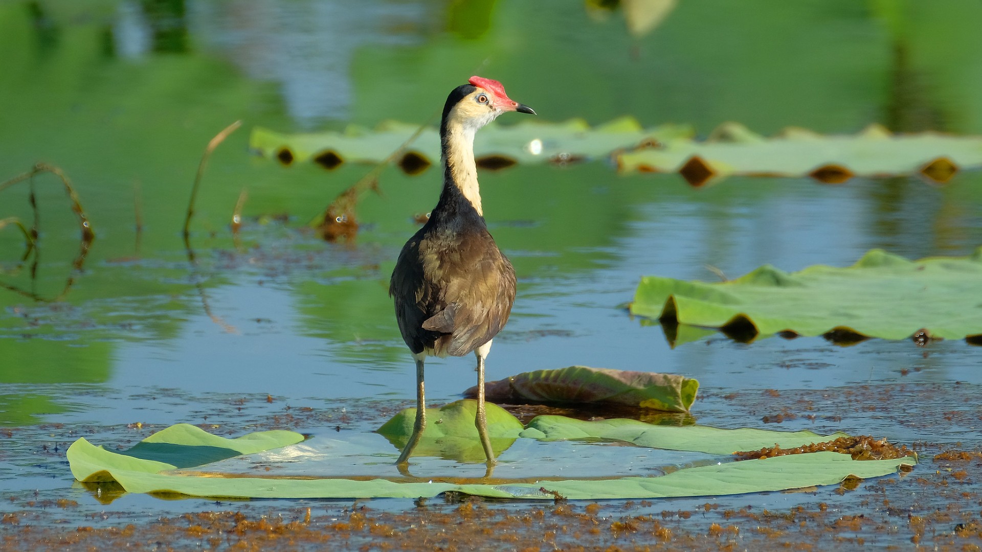 Freshwater Species Are Disappearing Fast — This Year Is Critical for Saving Them • The Revelator