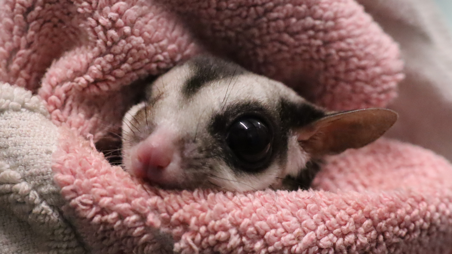 The Exotic Pet Trade Harms Animals and Humans. The European Union Is Studying a Potential Solution • The Revelator