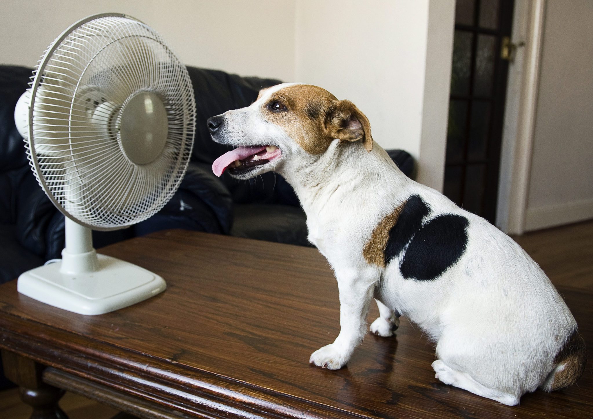 Protect your pets from high temperatures - The Scoop