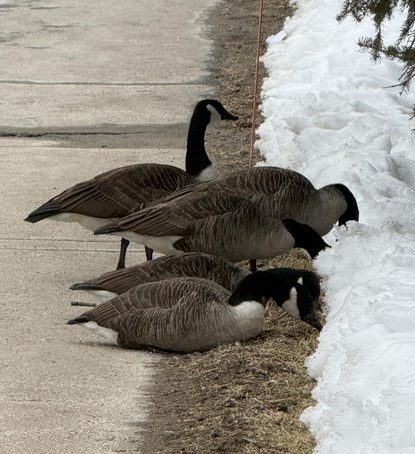 Groovy or Gaudy? Thoughts on the Infamous Canada Goose as Wellesley’s Mascot – The Wellesley News