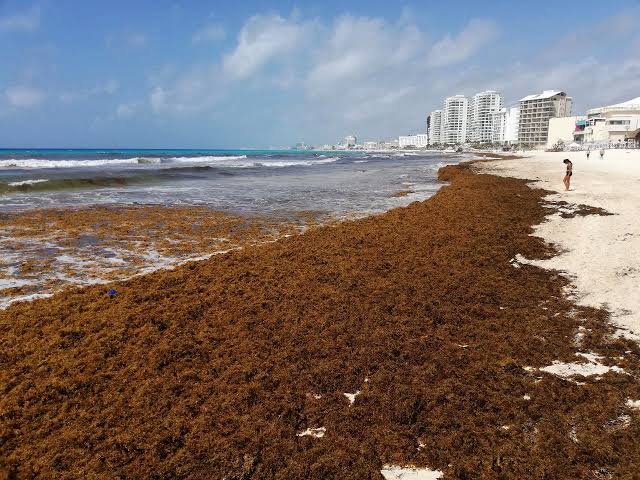 Mexico Tourism Sector Braces for Sargassum Season - The Yucatan Times