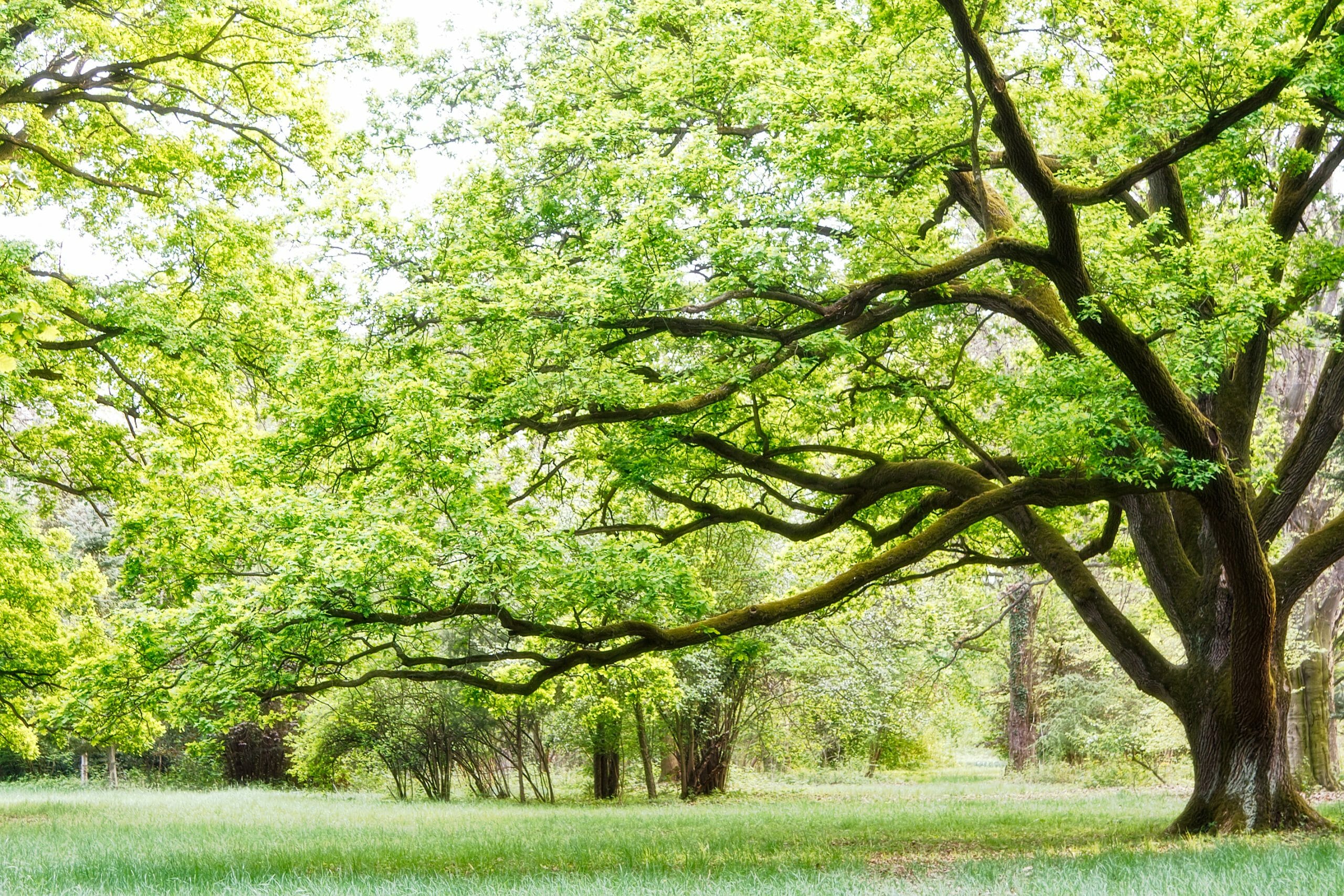 Remote Workers Save Approximately 16 Trillion Trees from Deforestation According to New Study - ThinkRemote