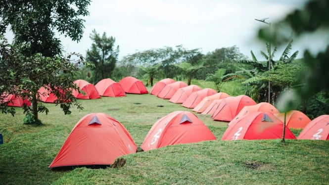 Hutan Pinus Limpakuwus: Wisata Alam Sejuk dengan Semangat “Green Your Adventure!” di Banyumas