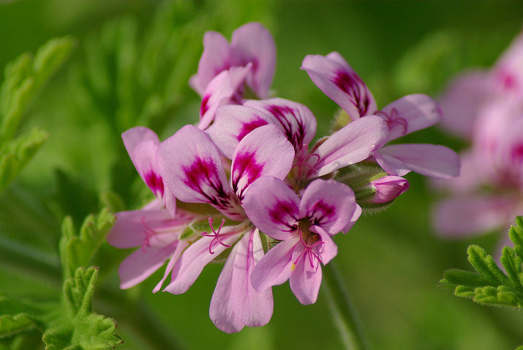 Geranium Oil - History and Cultivation - Tisserand Institute