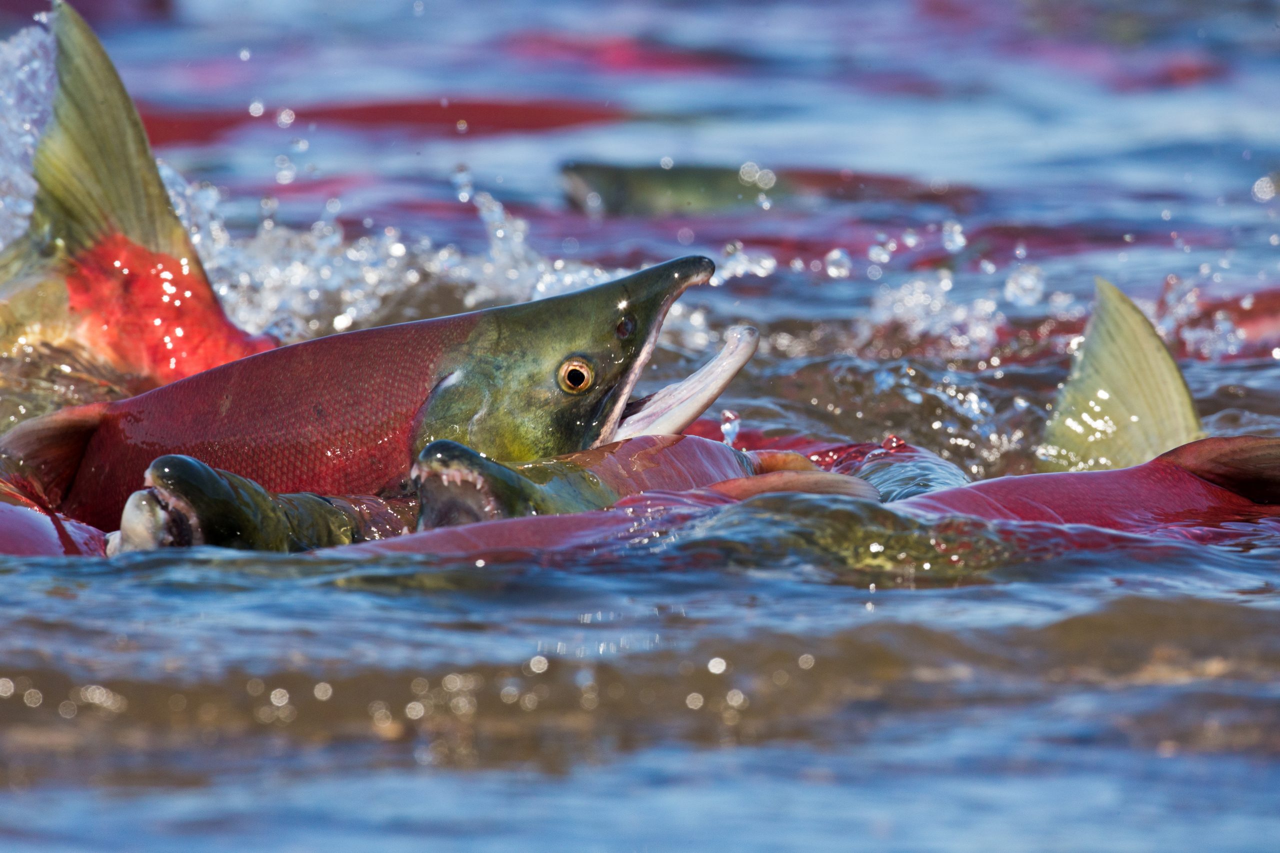 The Bright and Dark Sides of Pacific Salmon Biotransport - UConn Today