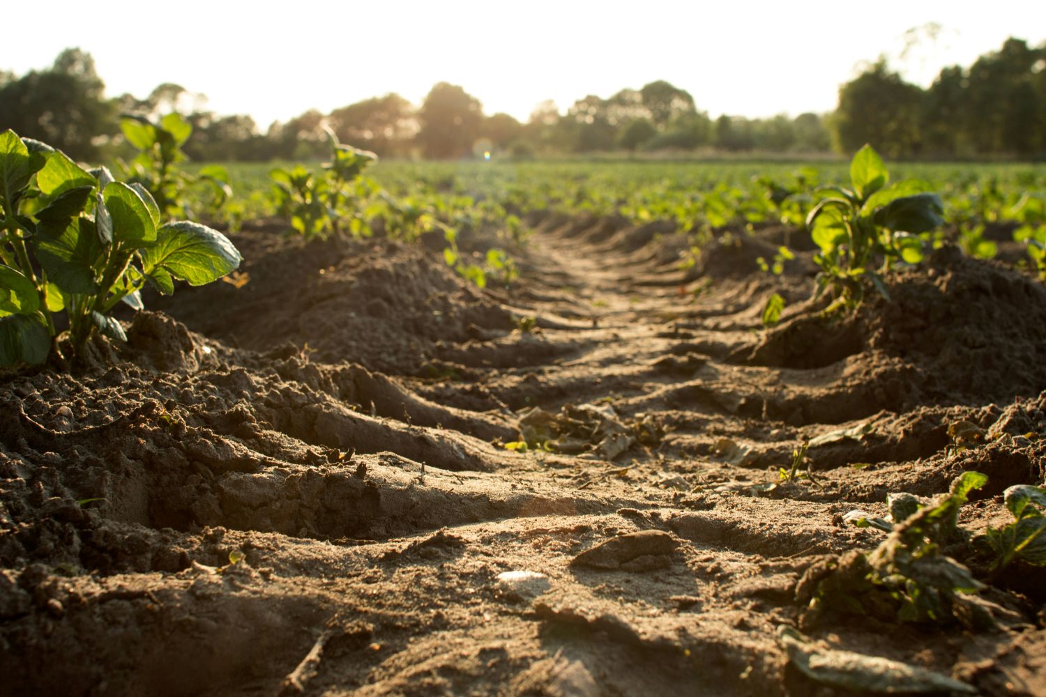 Manganese Helps Reduce Agricultural Nitrogen Pollution in Air, Water - UConn Today