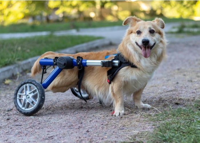 7 Best Dog Wheelchair for Rehabilitation [Updated 2023]