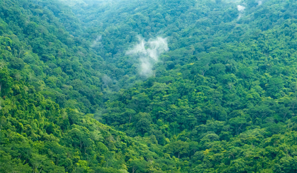 Engaging the supply chain to reduce greenhouse gas emissions | Trellis
