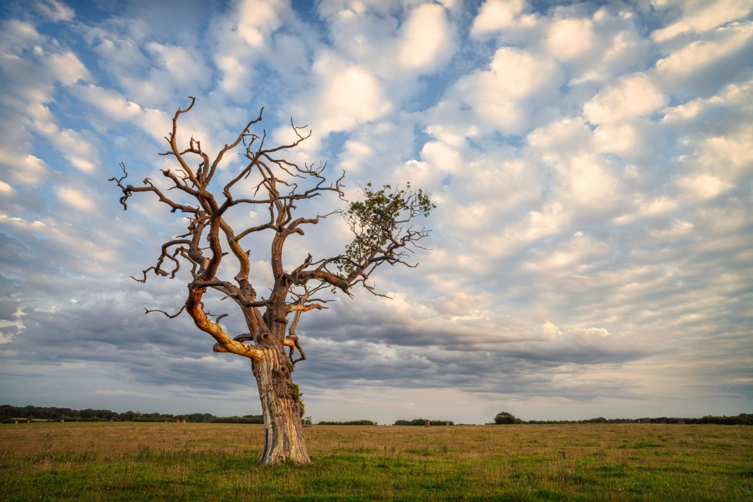 For effective green investing, go brown | Trellis