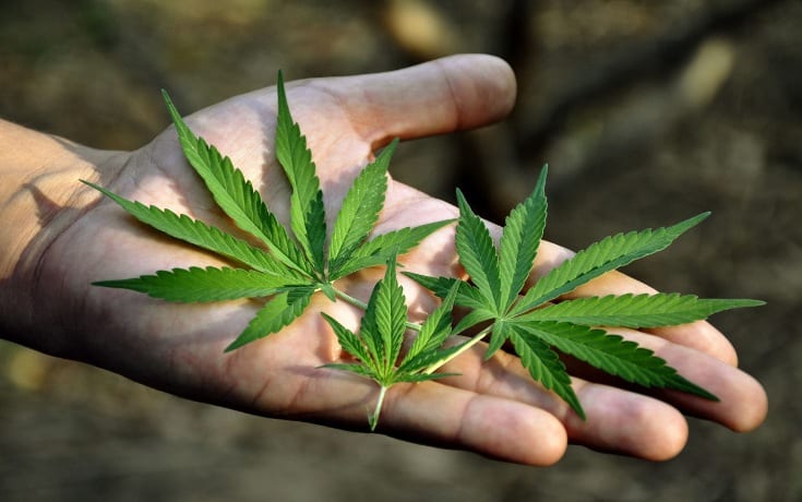 There Are Now 100 Scientific Studies Proving Cannabis Cures Cancer - True Activist