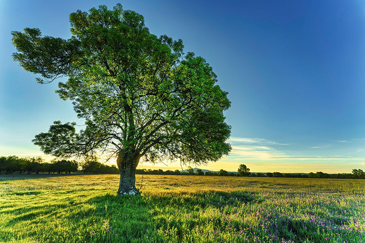 Ash Tree DNA Sparks Unexpected Evolutionary Fightback After Deadly Woodland Collapse - True Activist