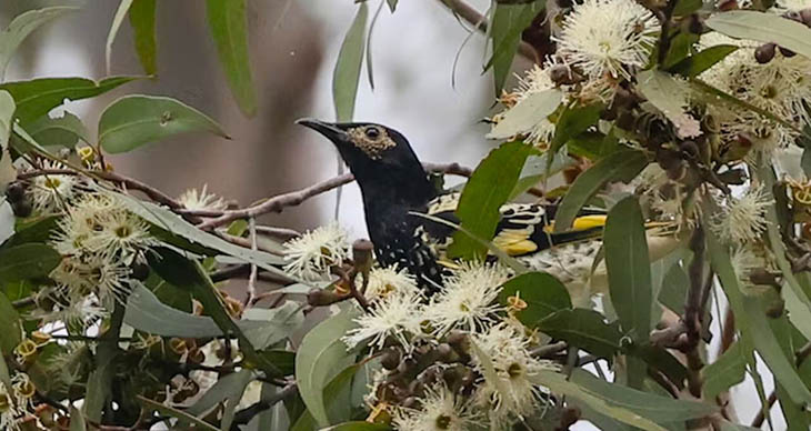 Floodwaters Spark Rare Blossoming Event To Sustain One Of Australia’s Rarest Birds, The Regent Honeyeater - True Activist