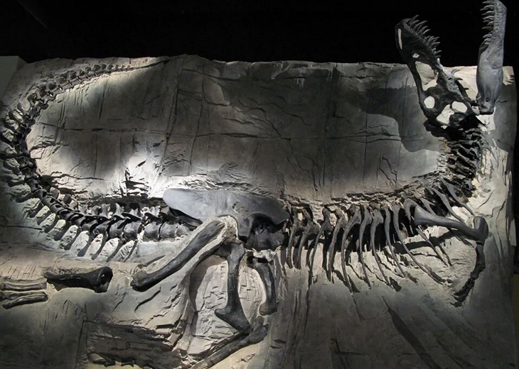 Rediscovering Dinosaurs: How Forgotten Fossils ‘Left In Museum Drawer’ Are Rewriting Paleontology - True Activist