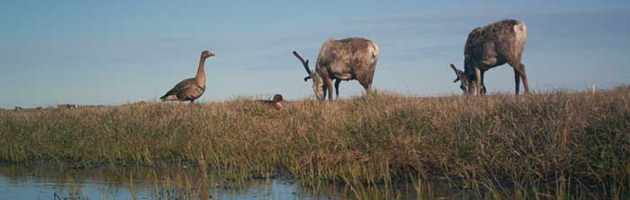 Nuiqsuit Subsistence Users Speak Out