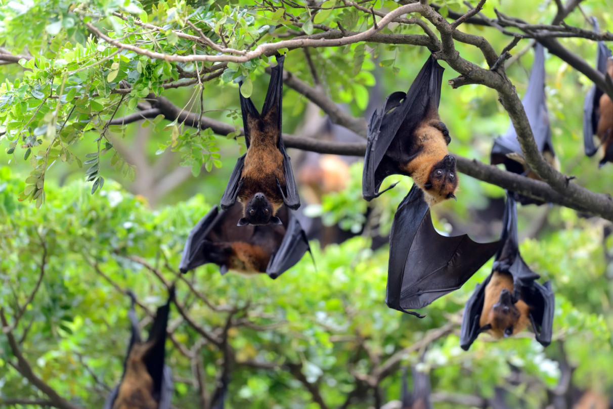 Waspada Virus Nipah, Dosen UGM Ajak Masyarakat Terapkan Pola Hidup Bersih - Universitas Gadjah Mada
