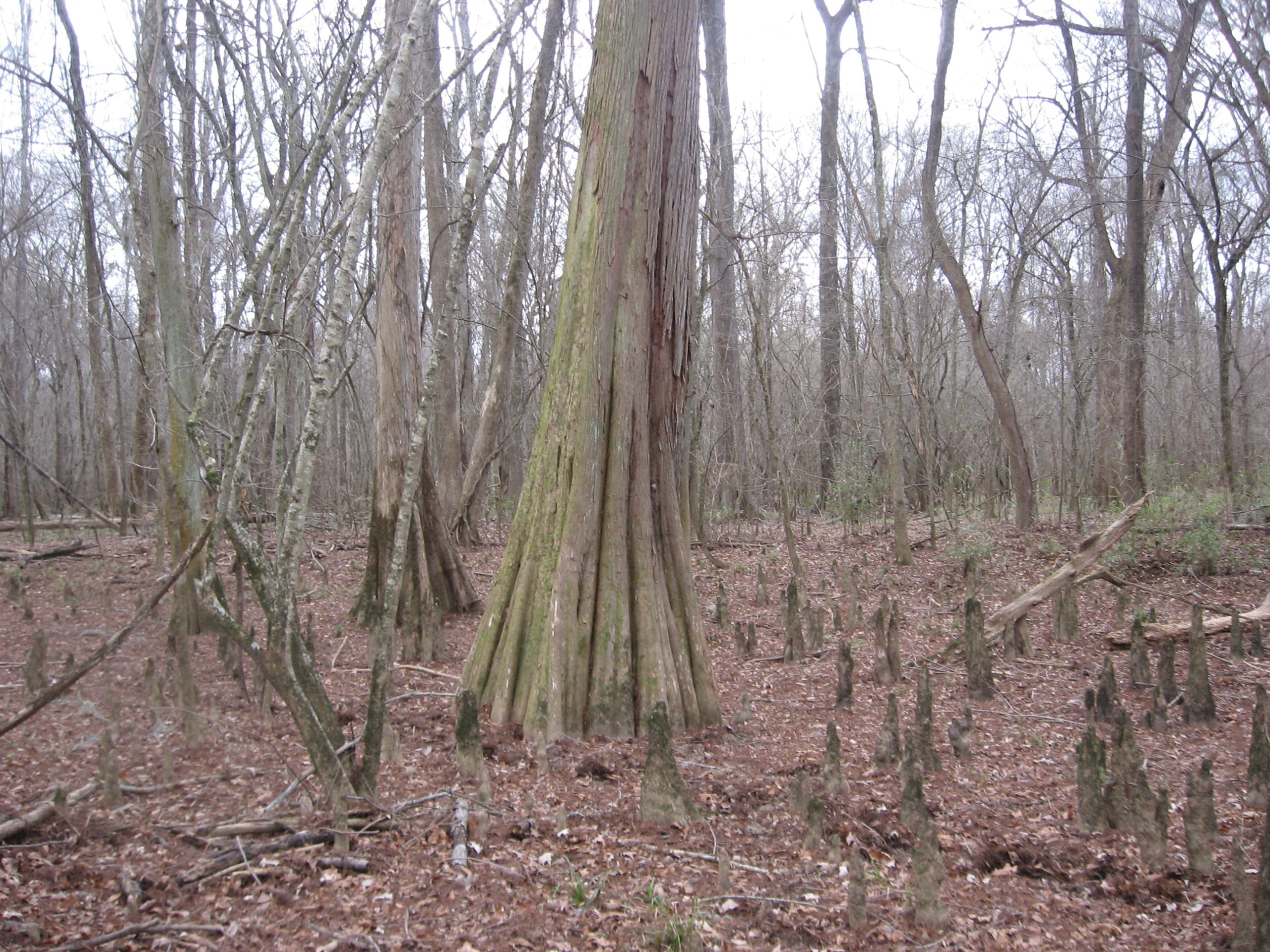 Ancient trees stand guard over this N.C. river - Charlotte Urban Institute