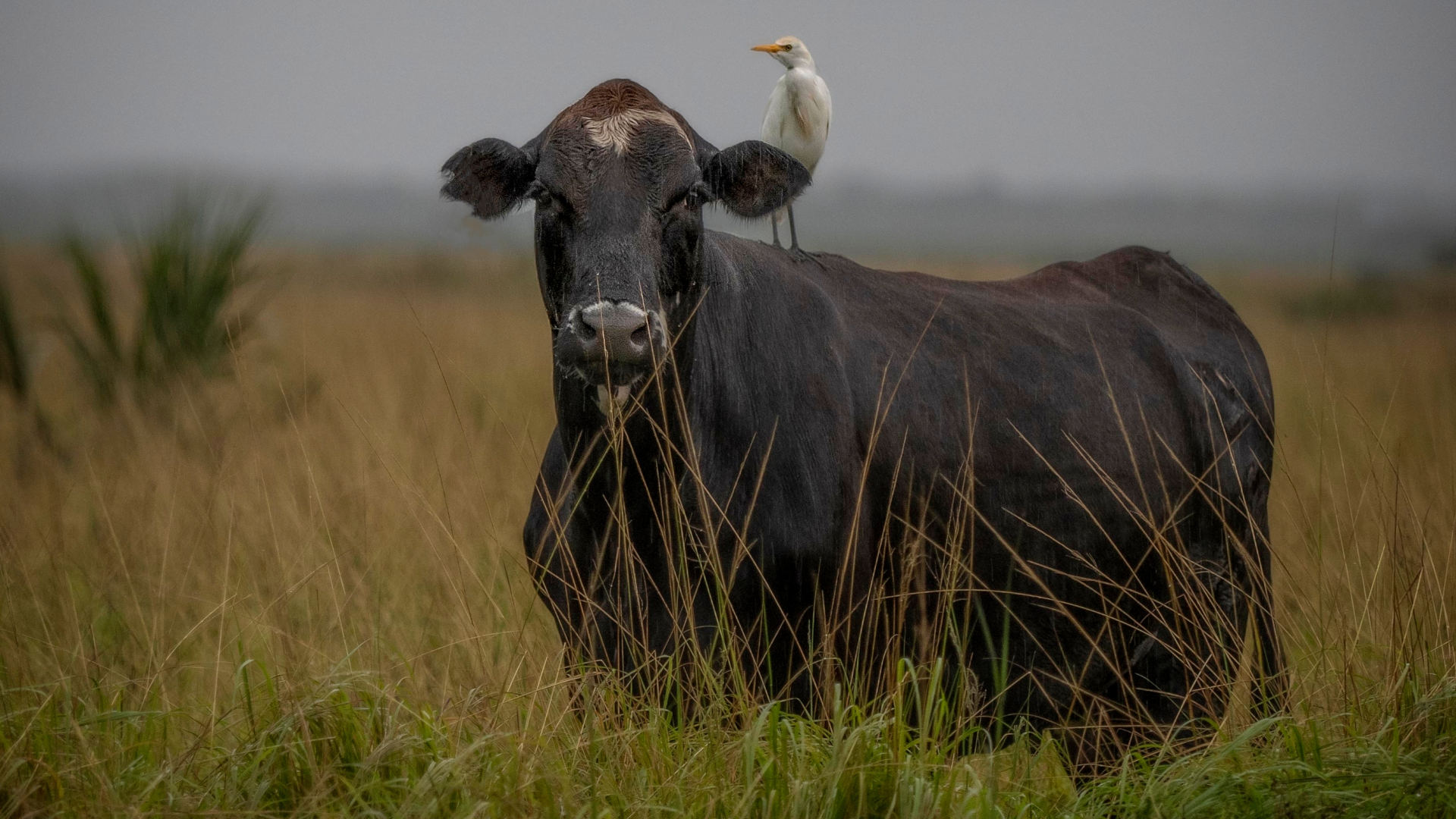 Tracing Bird Flu's Ground Zero on Texas Dairy Farms