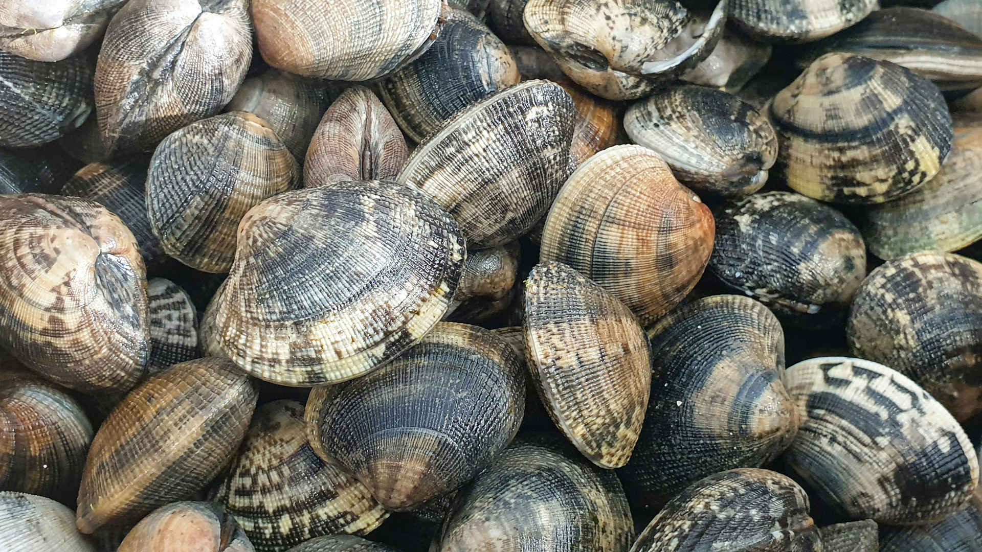 Excerpt: How Prozac Might Give Clams a Boost