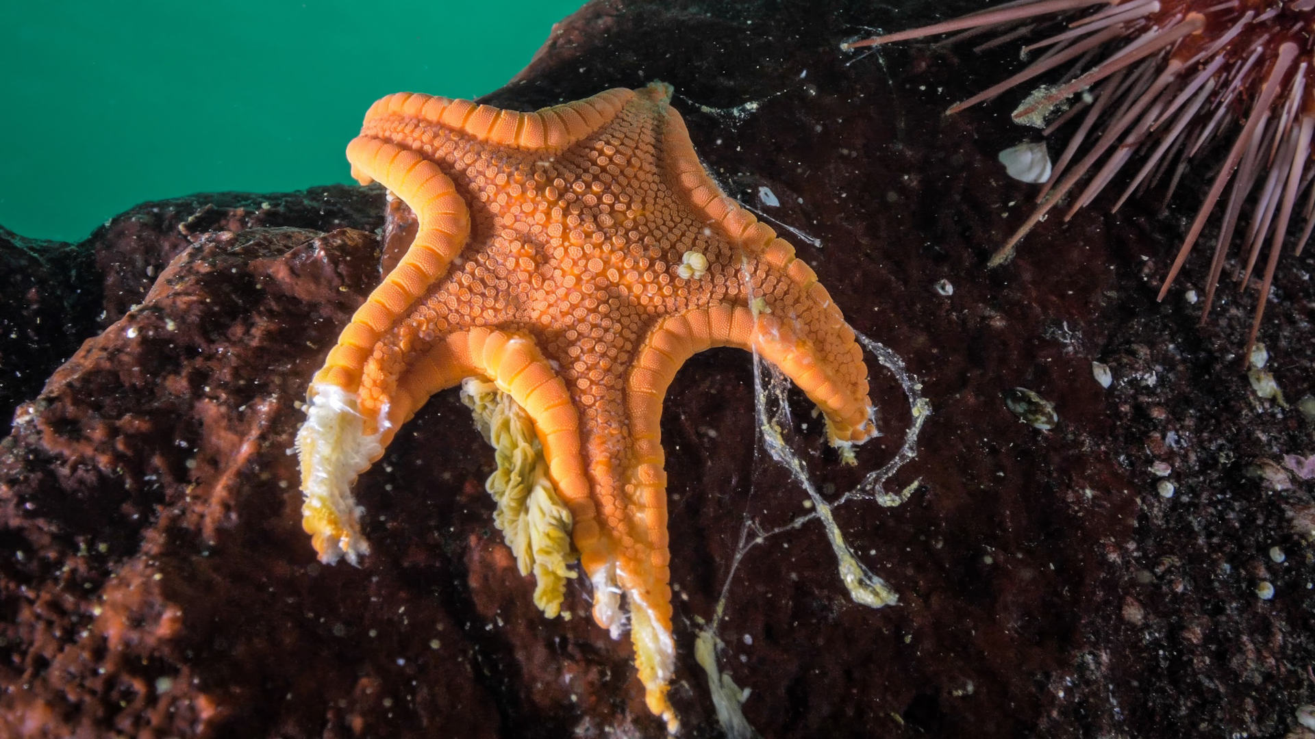 The Long Quest to Uncover a Sea Star Killing Bacteria