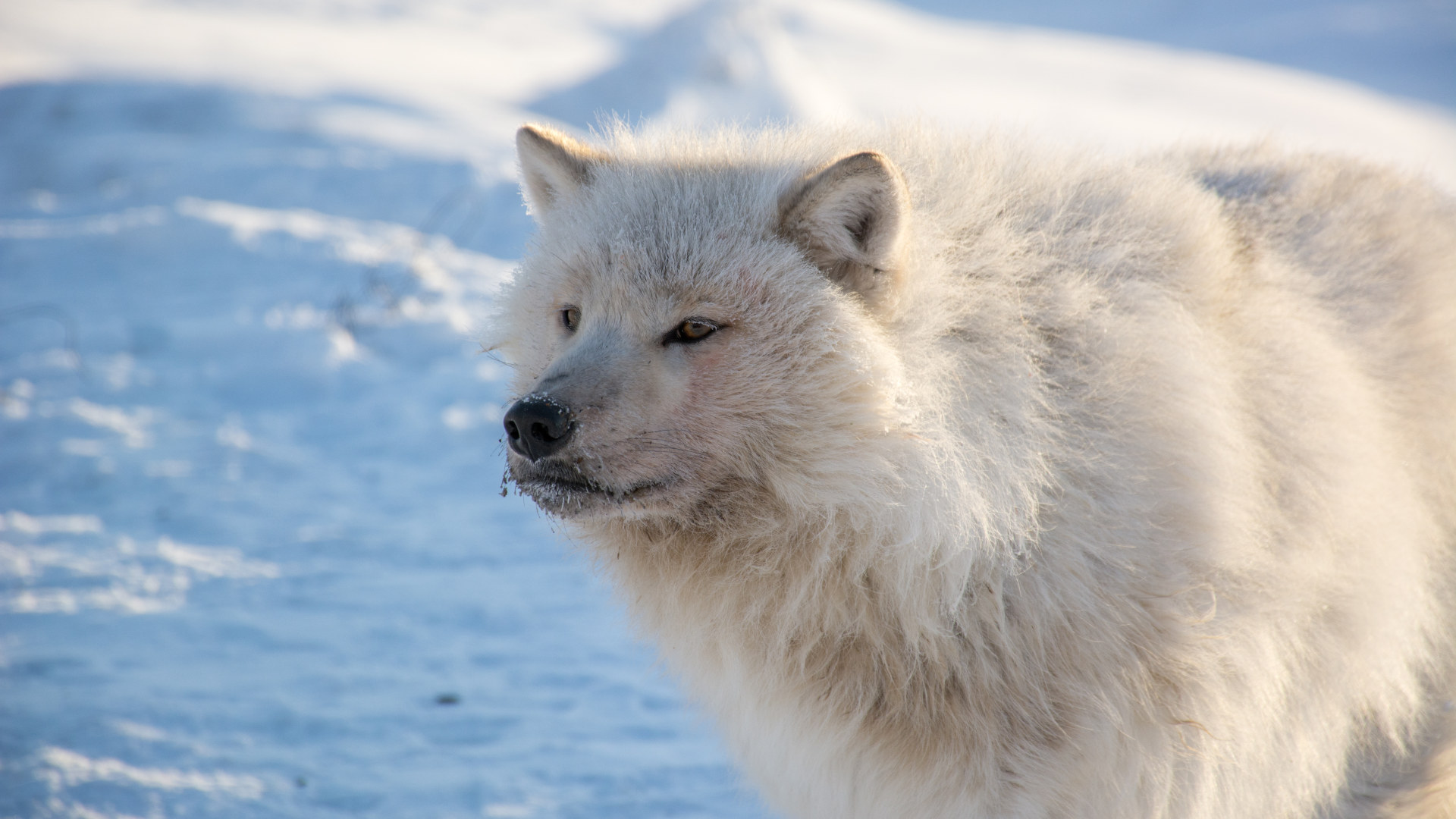 Book Review: A Portrait of the Arctic World in Flux