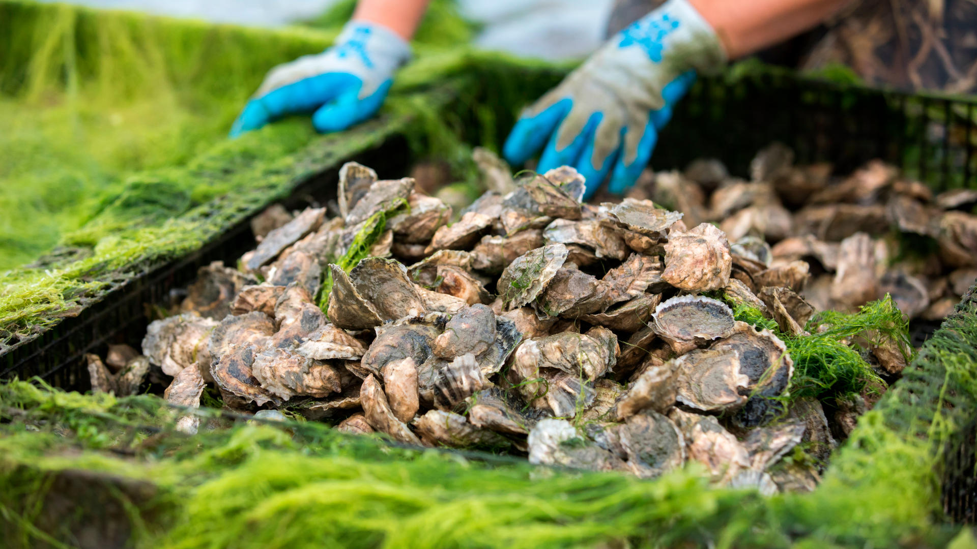 An Effort to Ease Water Pollution With Oysters Fizzled. Why?