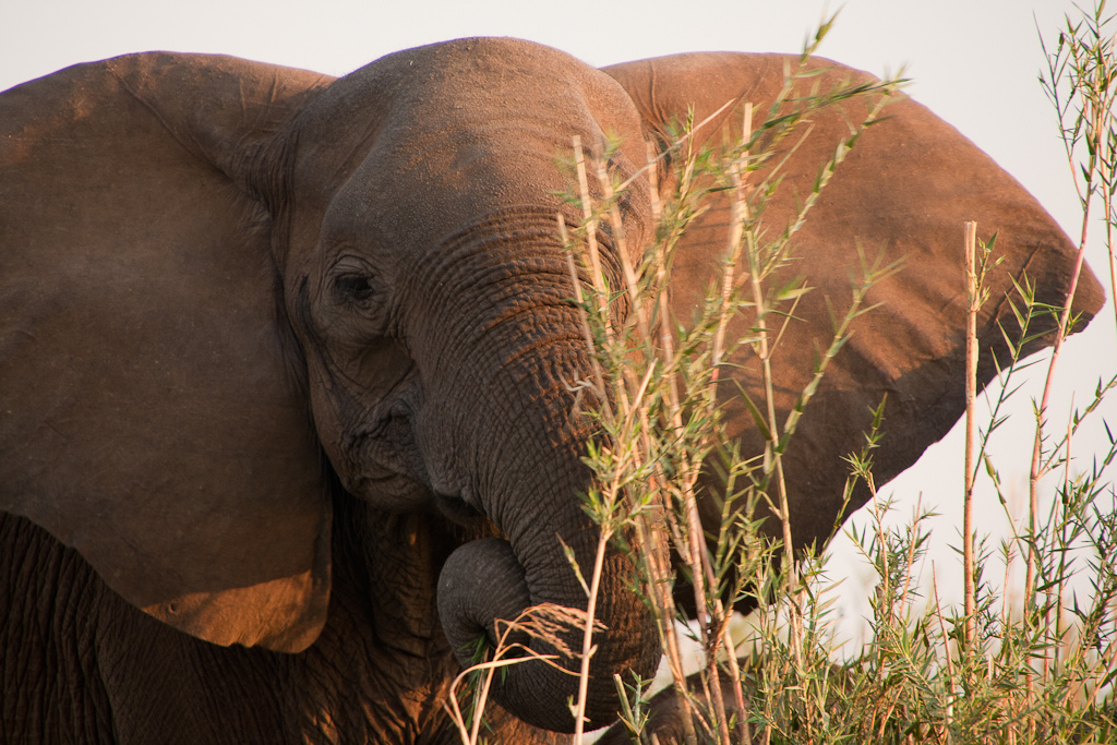 How Tullow worked with UK government to get into African national parks - Unearthed