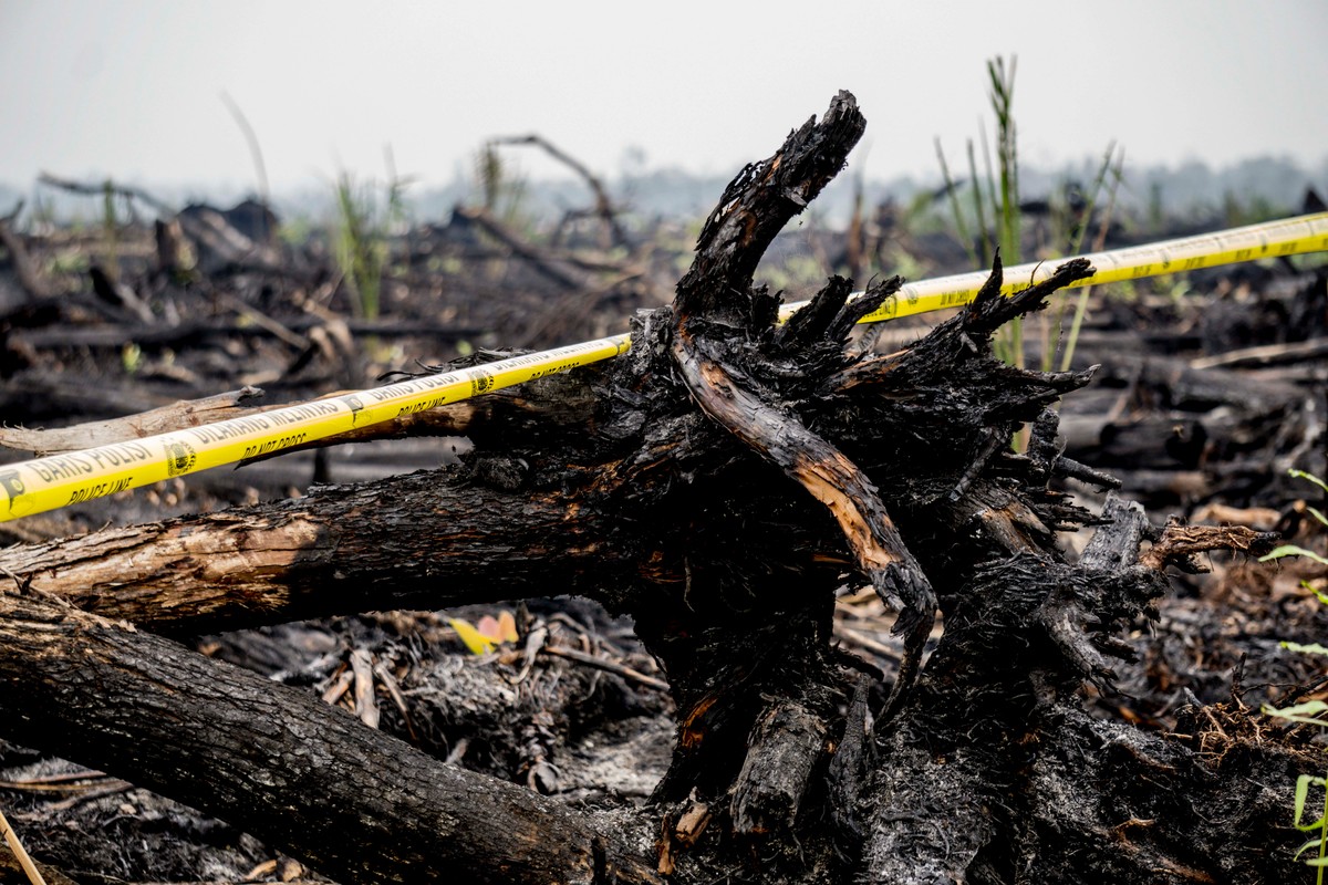 COP21: Indonesian government must resolve deforestation emission questions - Unearthed