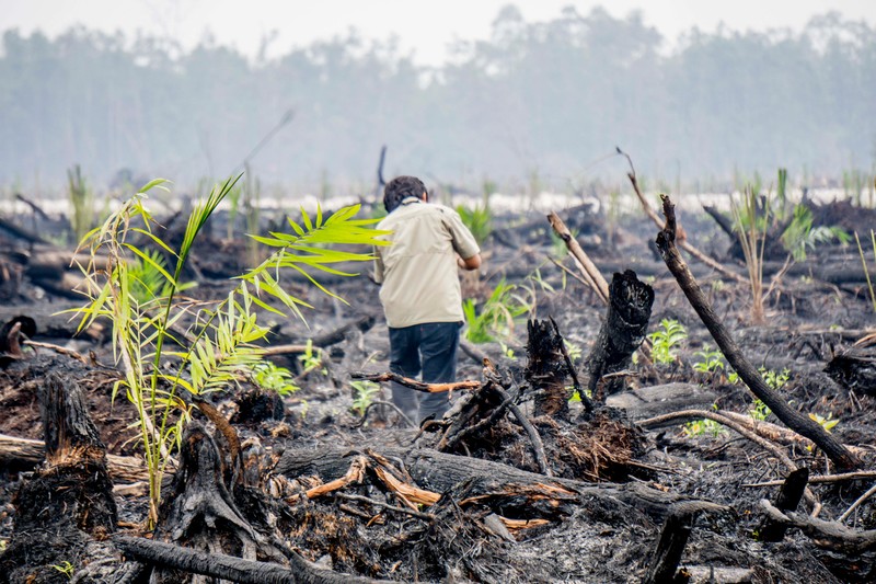 How palm oil companies have made Indonesia’s forest fires worse - Unearthed