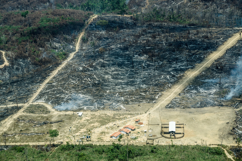 Brazil moves to weaken indigenous land rights as deforestation rises - Unearthed