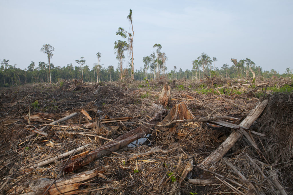 Unilever, Mars and Kellogg's ditch major palm oil trader after its sustainability certification is revoked - Unearthed