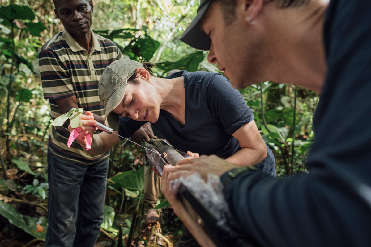 This small area of rainforest could have a major impact on climate change - Unearthed