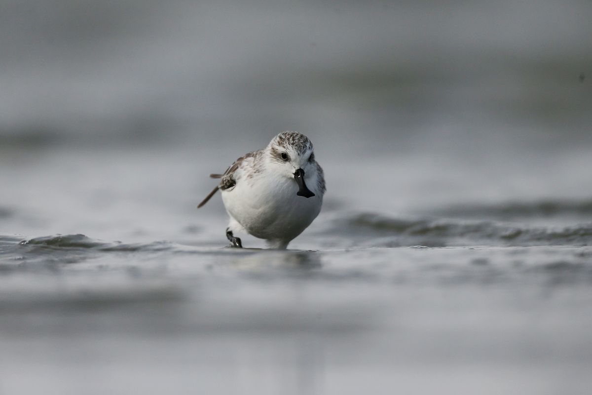 China's vanishing wetlands threaten critically endangered bird species - Unearthed
