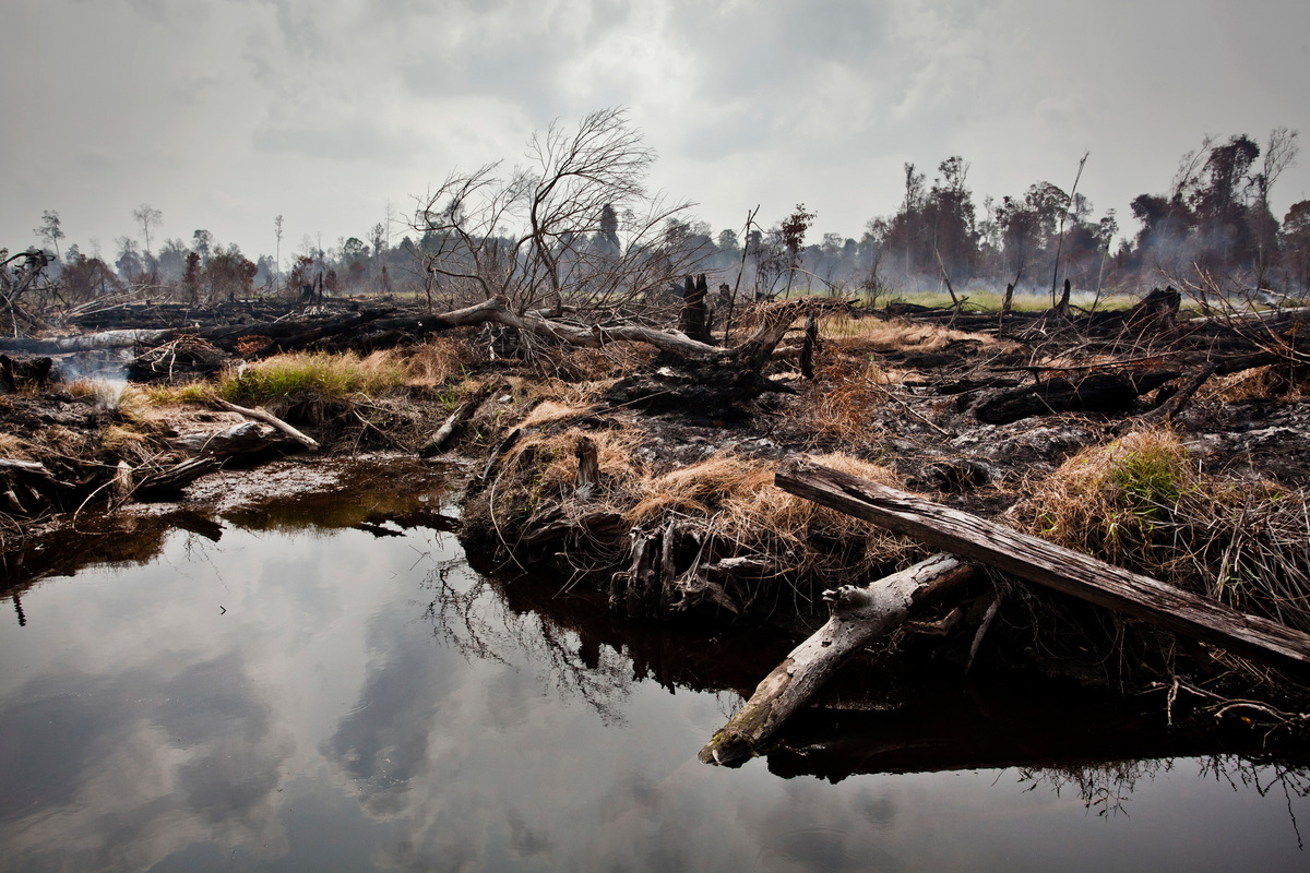 Watch: Where did the palm oil in my chocolate bar come from? - Unearthed
