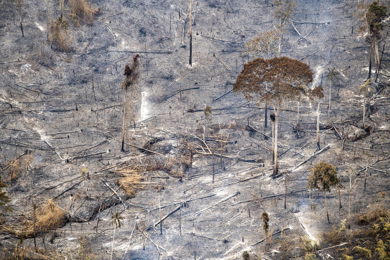 Wildfires are ripping through Amazon rainforest in Brazil - Unearthed