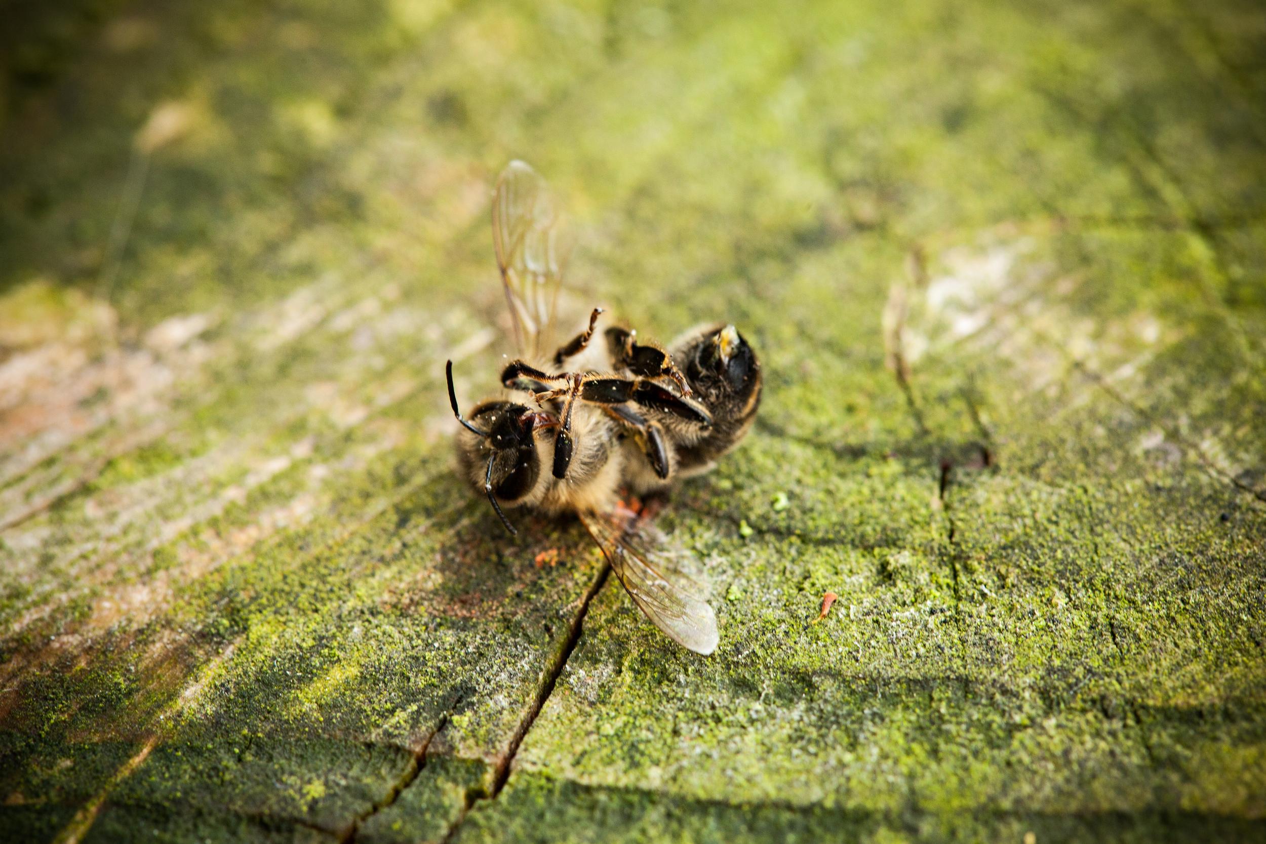 Loophole keeps bee-killing pesticides in widespread use, two years after EU ban - Unearthed
