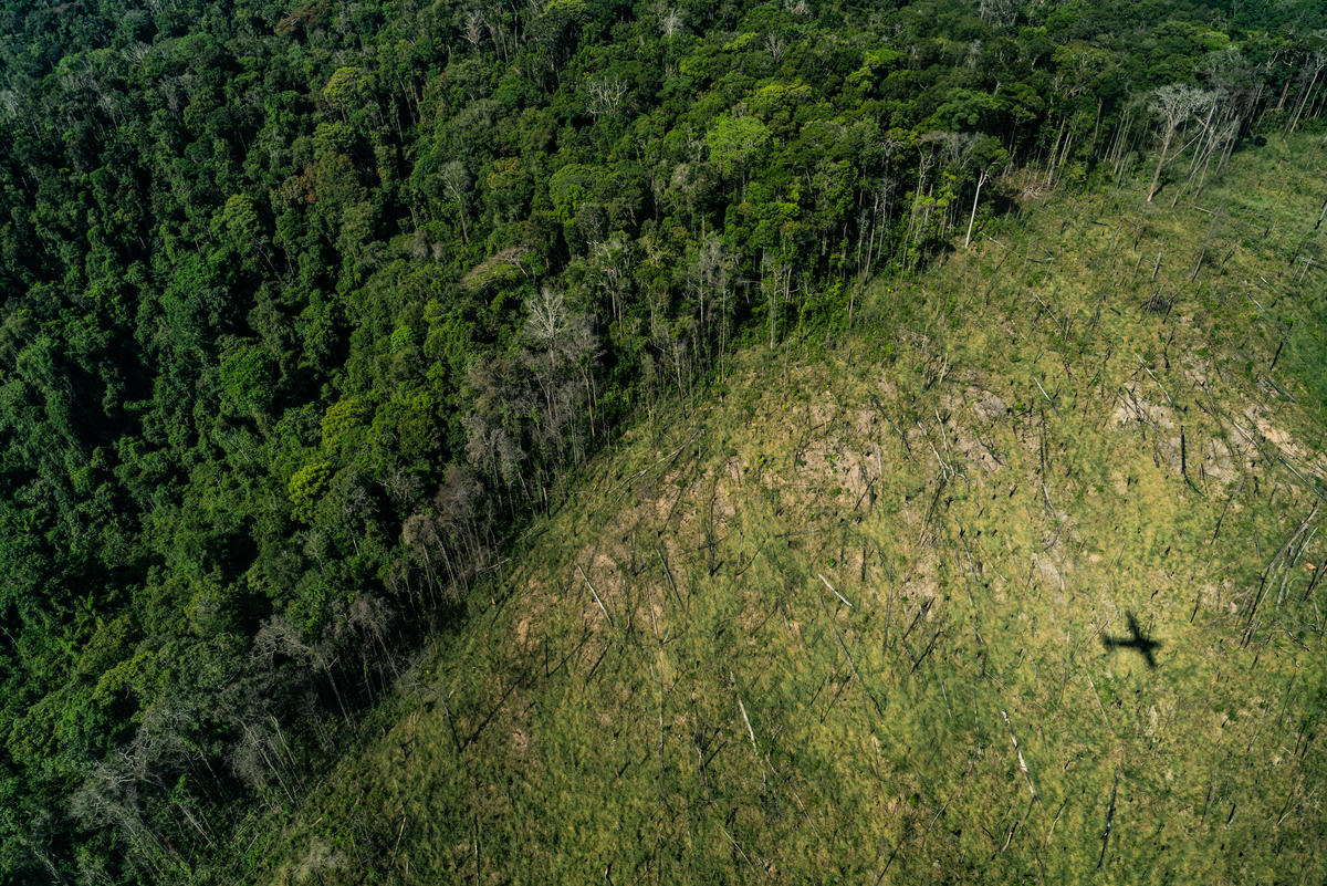 Brazil to weaken environmental safeguards amid increase in deforestation - Unearthed