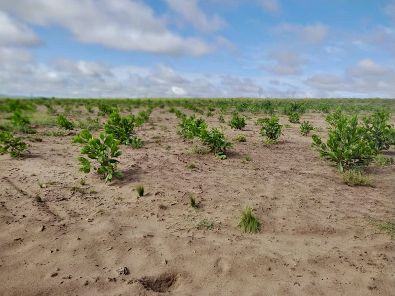 'How are we going to live?' Families dispossessed of their land to make way for Total’s Congo offsetting project - Unearthed