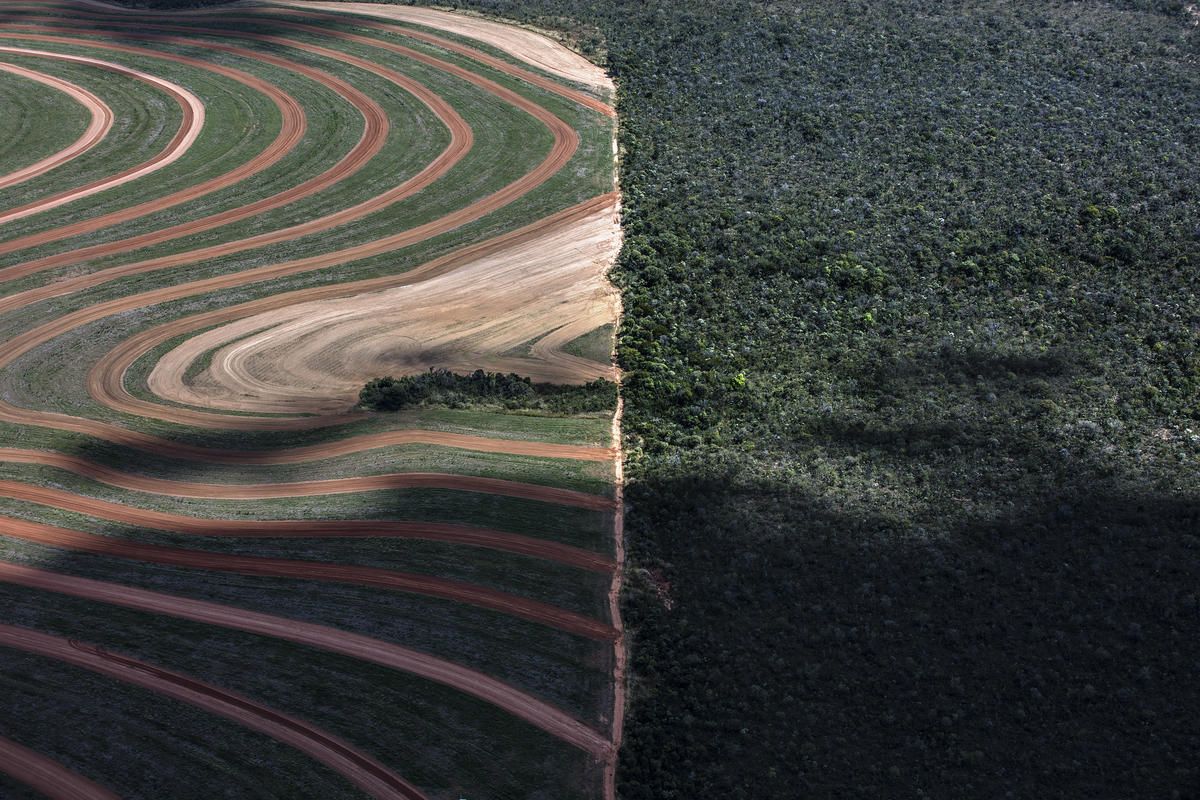 UBS and Santander’s ‘green’ bonds linked to deforesters and rancher accused of slave labour in Brazil - Unearthed