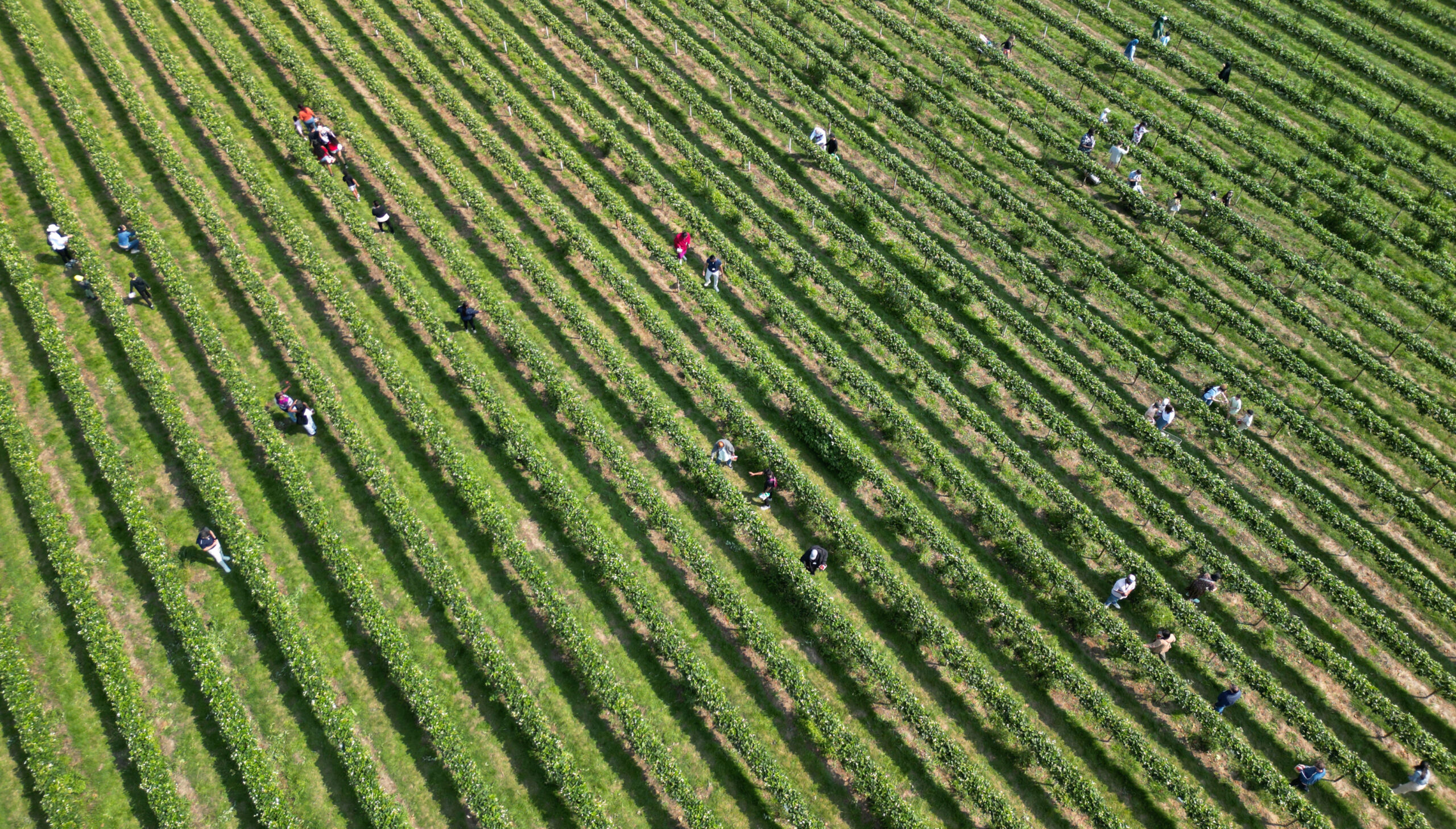 Pesticide lobby pushing to keep EU-banned pesticides in use on British farms - Unearthed