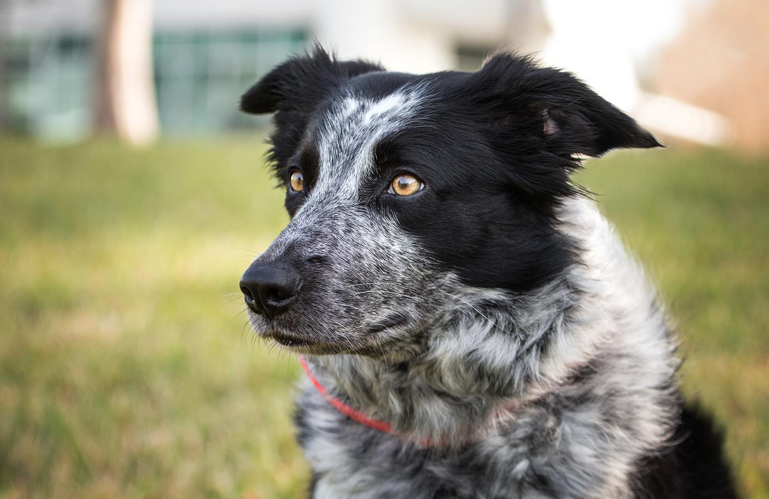 Meet UNF's resident Border Collie | UNF Spinnaker