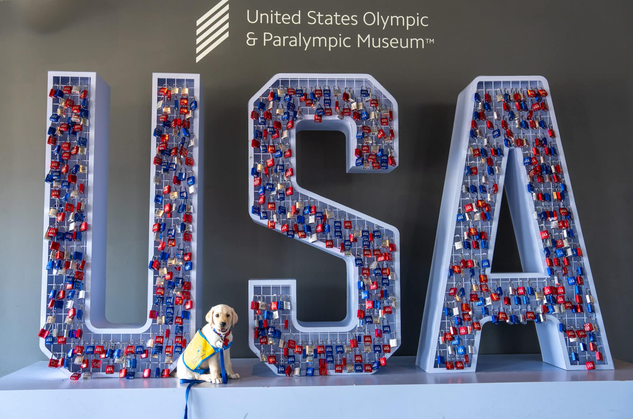 U.S. Olympic & Paralympic Museum Teams Up with Canine Companions to Help Raise Future Service Dog | USOPMuseum