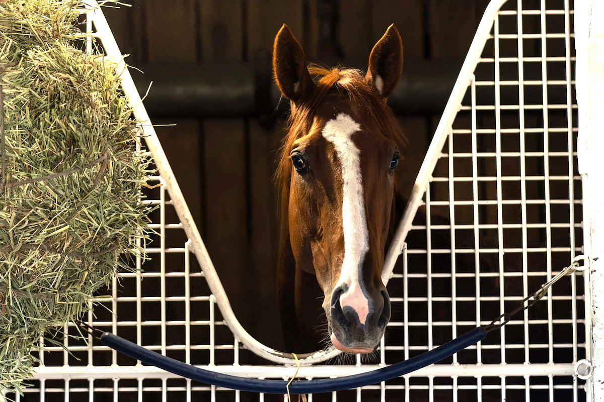 Kentucky Derby Contender: Right to Party | US Racing