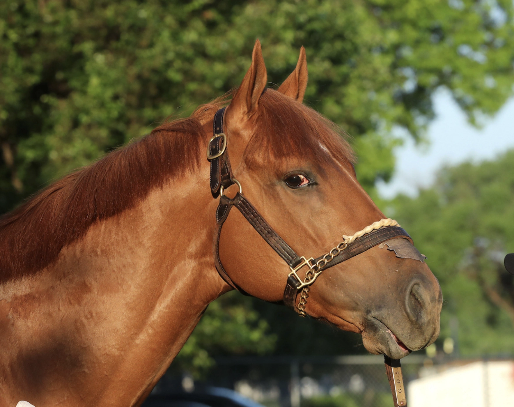 Kentucky Derby Day Betting Frenzy as The Puma is Scratched | US Racing