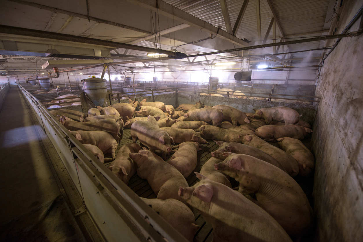 A New Scientific Tool Could Measure Factory Animal Farm Pollution