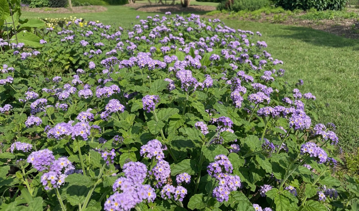 Heat-Loving Heliotrope Flourishes in Hot Summers | Institute News
