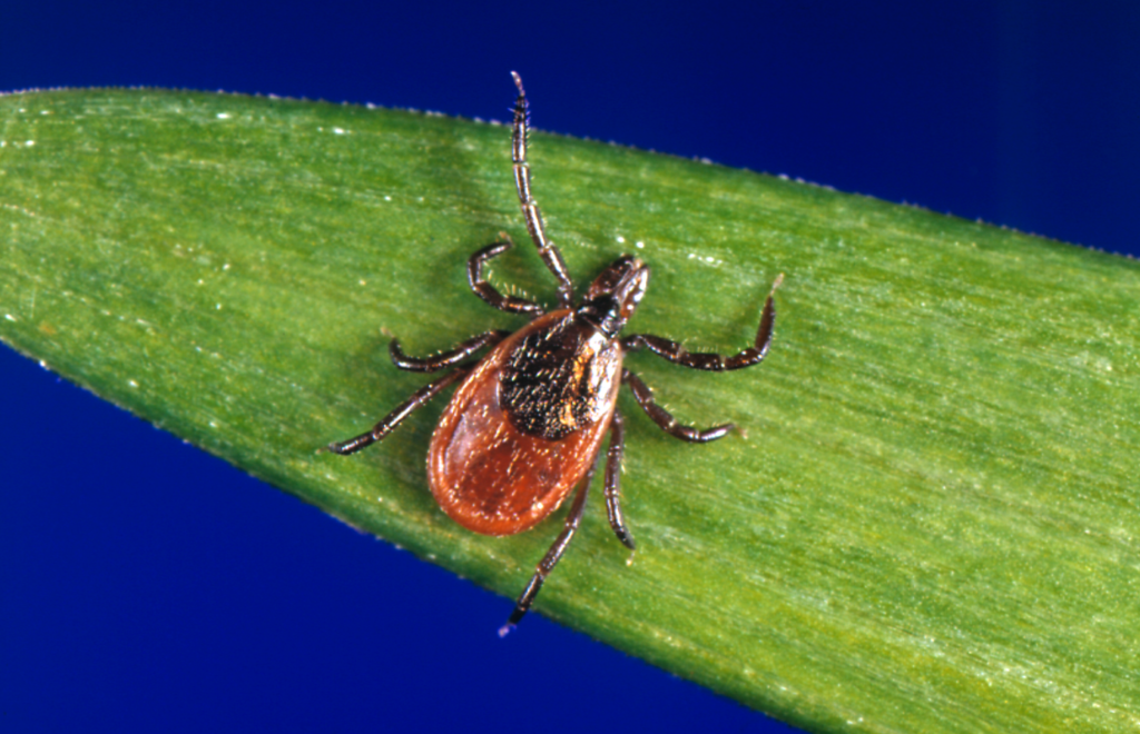 Tick Identification to Combat Lyme Disease - Vector Institute for Artificial Intelligence