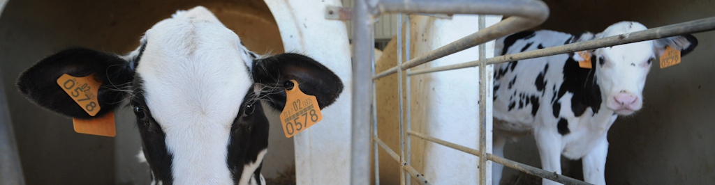 Slavery. It's Still a Thing - Vegan Publishers