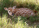 CVM Researchers First to Clone White-tailed Deer | VMBS News