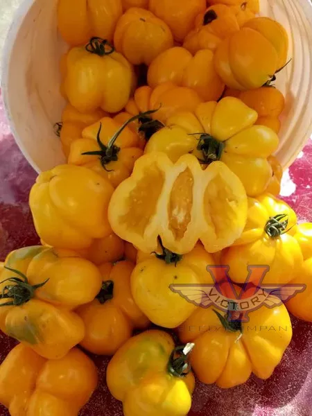 Yellow Stuffer (aka Golden Stuffer) Tomato - Victory Seed Company