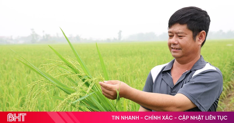 Gửi ước mong theo mùa lúa đơm bông